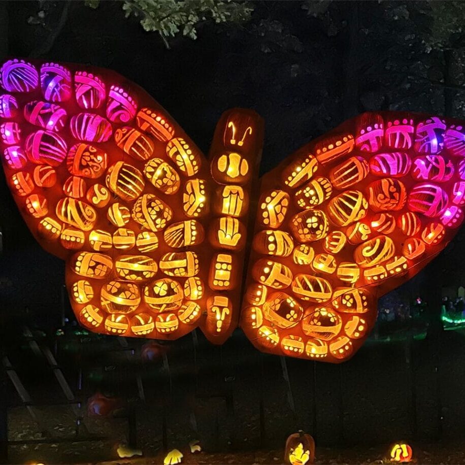 Pumpkin butterfly