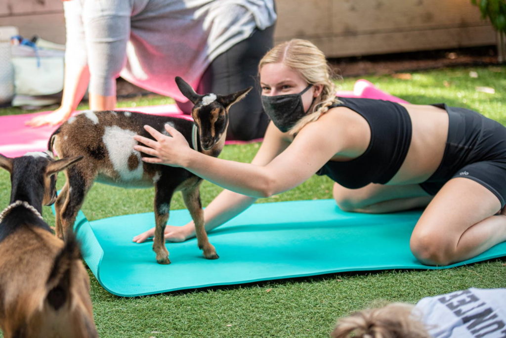 Goat yoga image